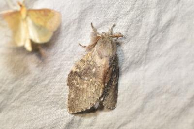 Stauropus fagi