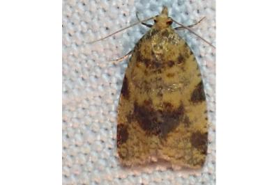 Epagoge grotiana