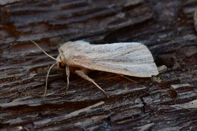 Mythimna pudorina
