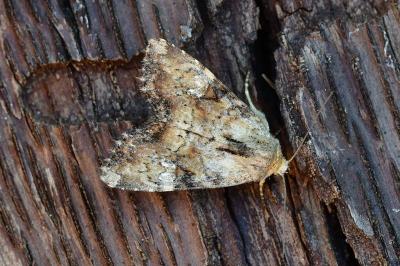 Apamea scolopacina