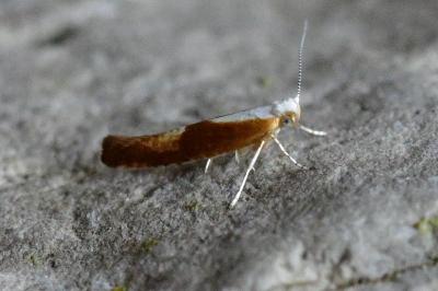 Argyresthia albistria
