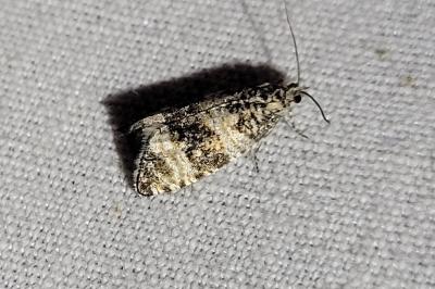 Celypha rurestrana