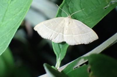 Trisateles emortualis