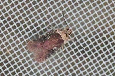 Agonopterix purpurea