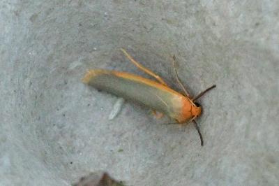 Manulea complana