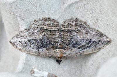 Philereme transversata