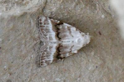 Meganola albula