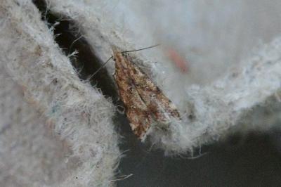 Brachmia blandella