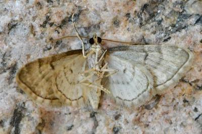 Eupithecia inturbata