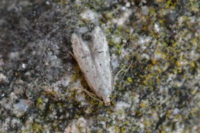 Teleiodes vulgella