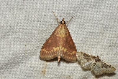 Ostrinia nubilalis