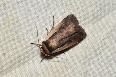 Ochropleura plecta