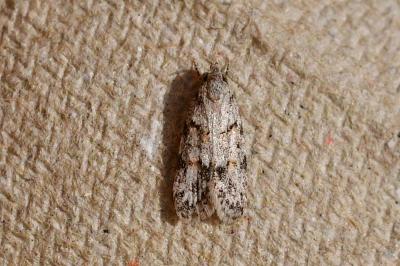 Symmoca signatella