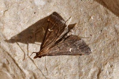 Dolicharthria punctalis