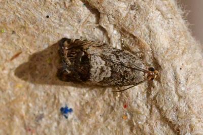 Cydia splendana
