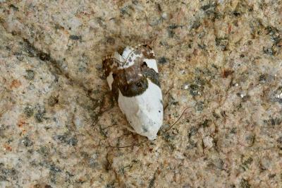 Acontia lucida