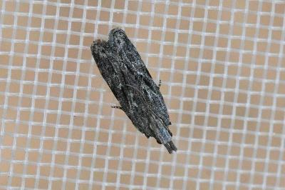 Anarsia lineatella