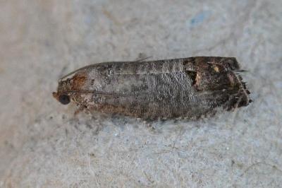 Cydia pomonella