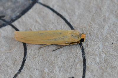 Indalia pygmaeola pallifrons