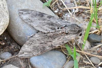 Agrius convolvuli