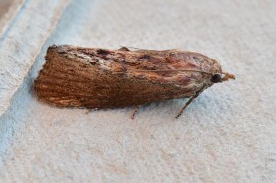 Galleria mellonella
