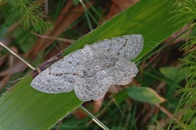 Yezognophos dilucidaria