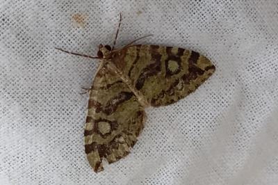 Hydriomena furcata