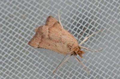 Synaphe punctalis
