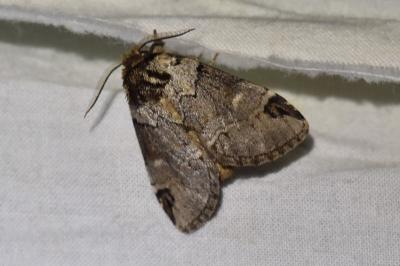 Drymonia obliterata