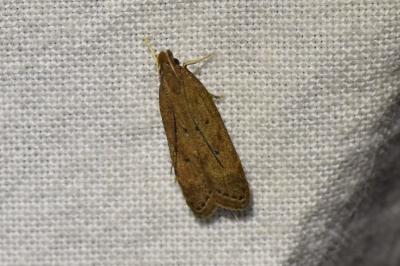 Helcystogramma lutatella