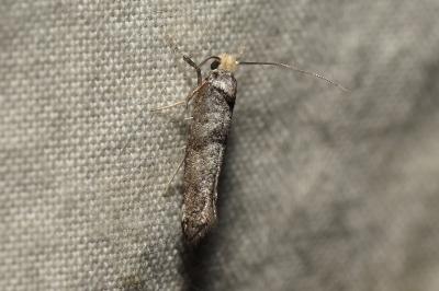 Paraswammerdamia albicapitella