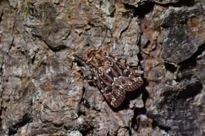 Lycophotia porphyrea