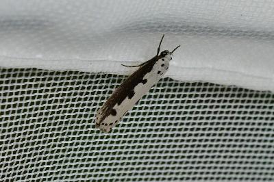 Ethmia bipunctella
