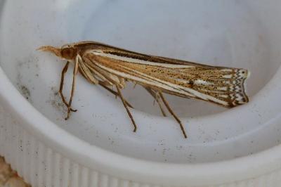 Ancylolomia tentaculella