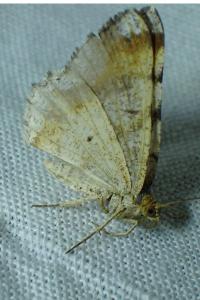 <i>Macaria liturata</i>