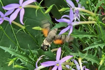 <i>Macroglossum stellatarum</i>