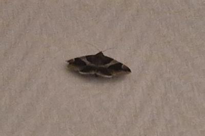 <i>Dysgonia algira</i>
