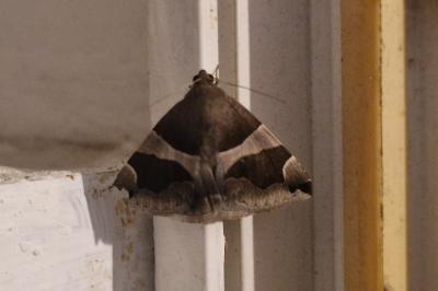 <i>Dysgonia algira</i>
