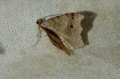 <i>Macaria alternata</i>
