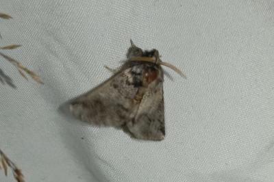 <i>Thaumetopoea processionea</i>