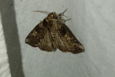<i>Tethea or</i>