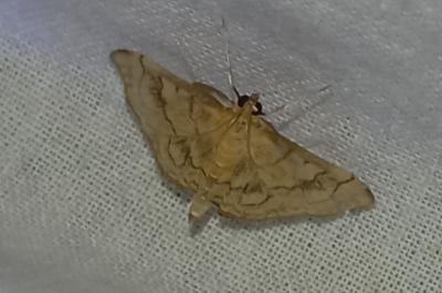 <i>Anania verbascalis</i>