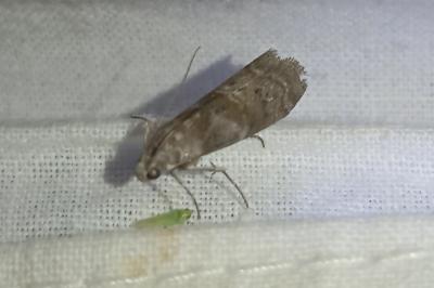 <i>Phycita</i>