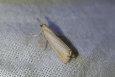 <i>Agriphila straminella</i>