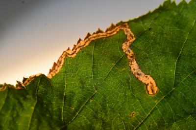 <i>Stigmella floslactella</i>