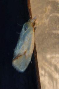 <i>Agapeta hamana</i>