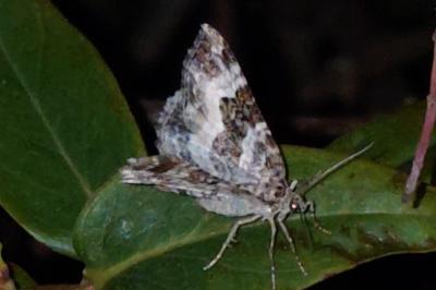 <i>Epirrhoe alternata</i>