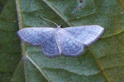<i>Idaea subsericeata</i>