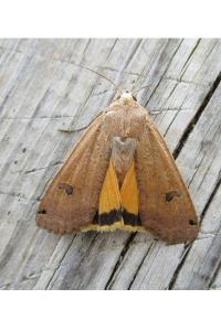 <i>Noctua pronuba</i>