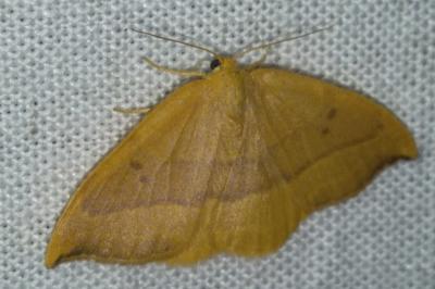 <i>Watsonalla binaria</i>